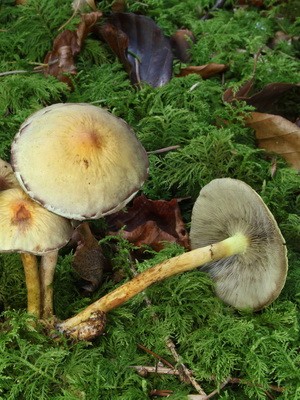 Types of false mushrooms: photo, description, difference from edible mushrooms