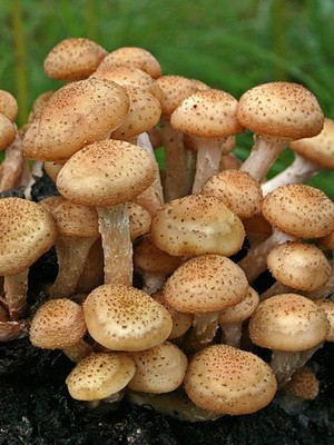 Types of false mushrooms: photo, description, difference from edible mushrooms