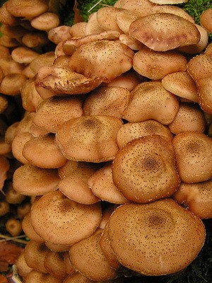 Types of false mushrooms: photo, description, difference from edible mushrooms