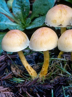 Types of false mushrooms: photo, description, difference from edible mushrooms