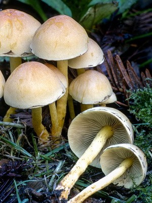 Types of false mushrooms: photo, description, difference from edible mushrooms