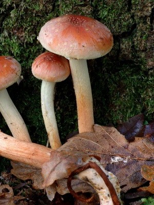 Types of false mushrooms: photo, description, difference from edible mushrooms