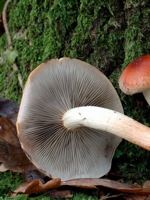 Types of false mushrooms: photo, description, difference from edible mushrooms