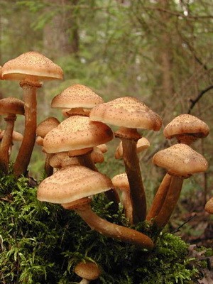 Types of false mushrooms: photo, description, difference from edible mushrooms