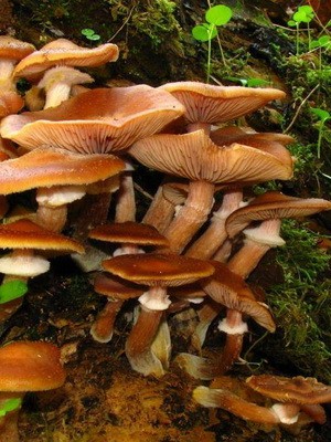 Types of false mushrooms: photo, description, difference from edible mushrooms