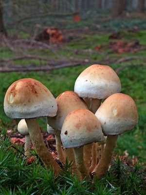 Types of false mushrooms: photo, description, difference from edible mushrooms