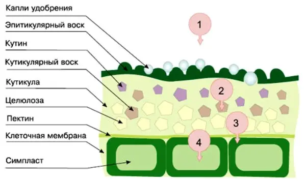 Types of feeding potatoes, timing of fertilization