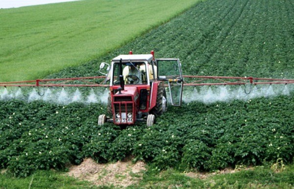 Types of feeding potatoes, timing of fertilization