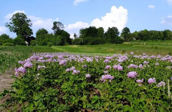 Types of feeding potatoes, timing of fertilization