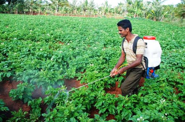 Types of feeding potatoes, timing of fertilization