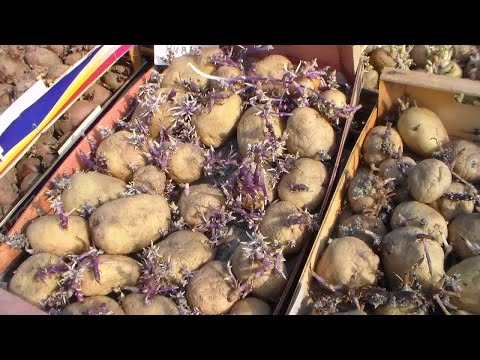 Types of feeding potatoes, timing of fertilization