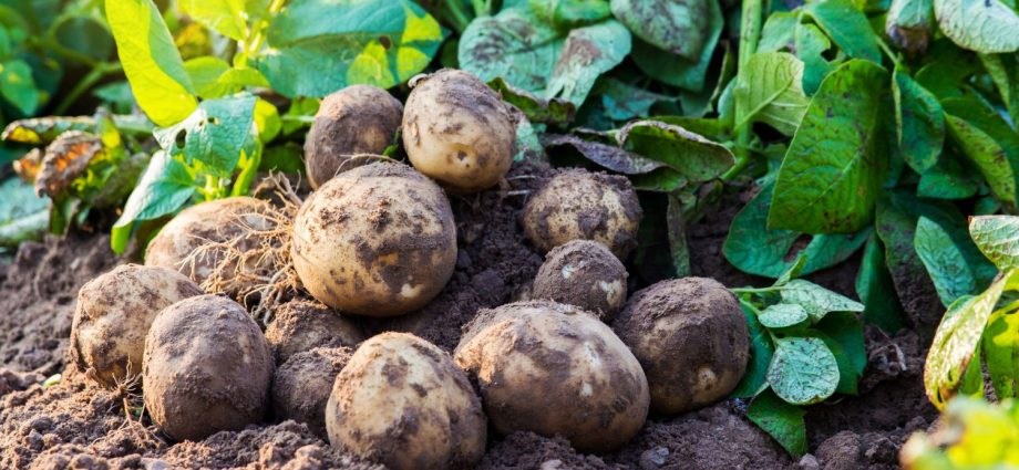 Types of feeding potatoes, timing of fertilization