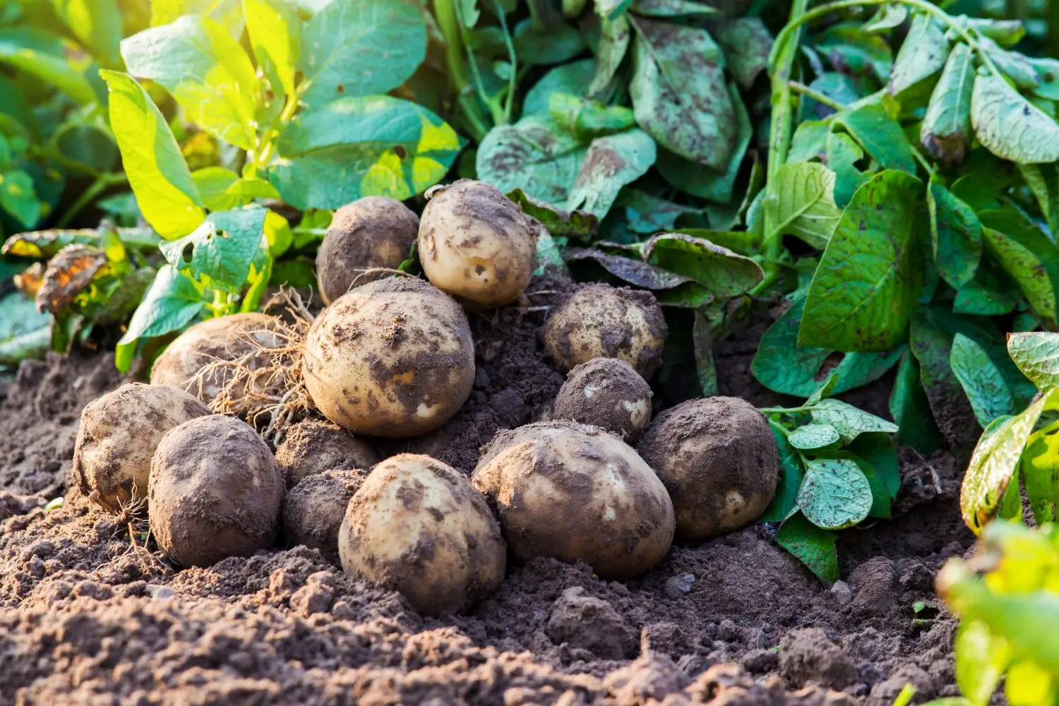 Types of feeding potatoes, timing of fertilization