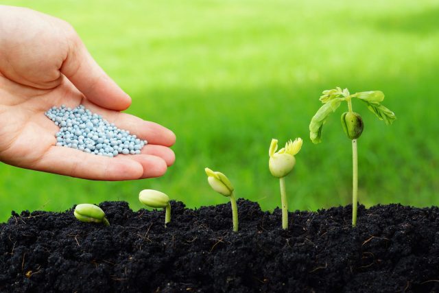 Types of fertilizers for plants