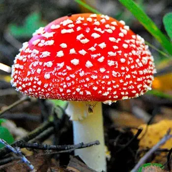 Types of fly agaric: main features