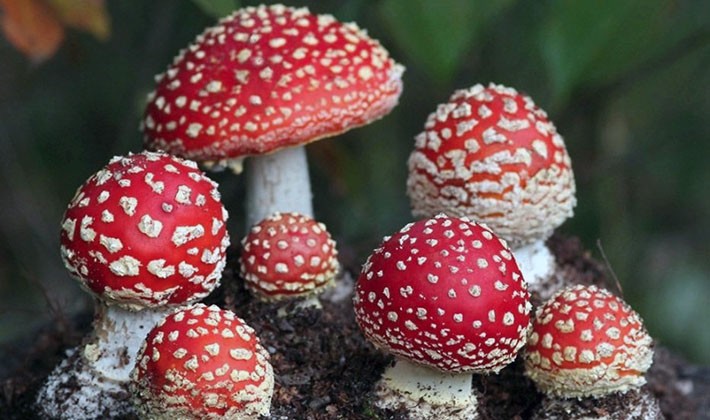 Types of fly agaric: main features