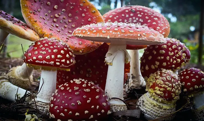 Types of fly agaric: main features