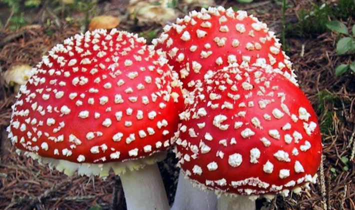 Types of fly agaric: main features