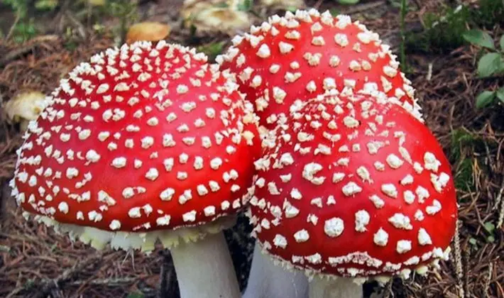 Types of fly agaric: main features