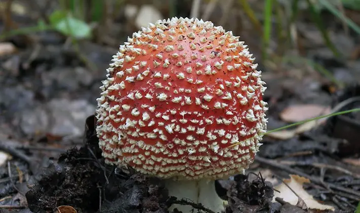 Types of fly agaric: main features