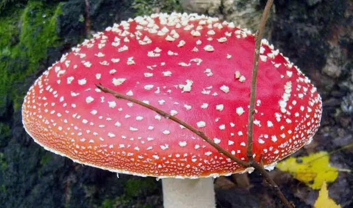 Types of fly agaric: main features