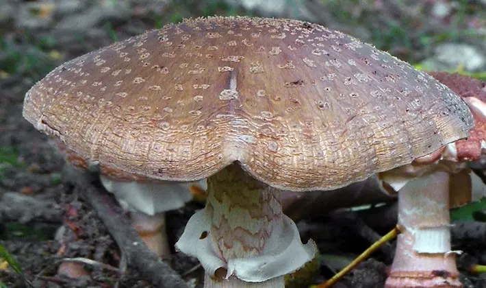 Types of fly agaric: main features