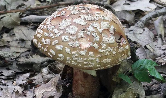 Types of fly agaric: main features