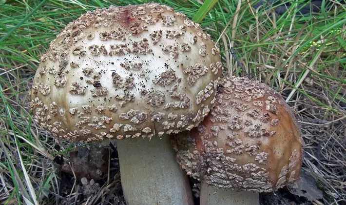 Types of fly agaric: main features