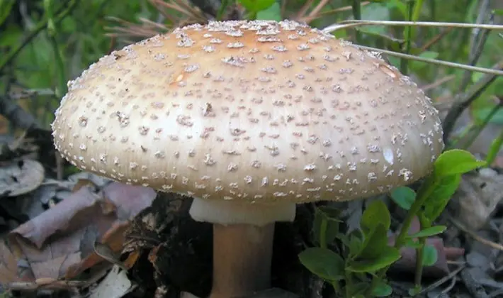 Types of fly agaric: main features