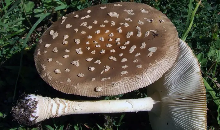 Types of fly agaric: main features