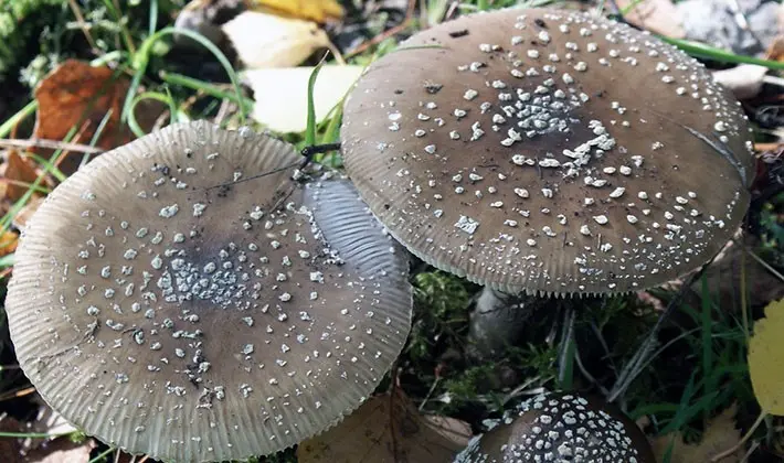 Types of fly agaric: main features