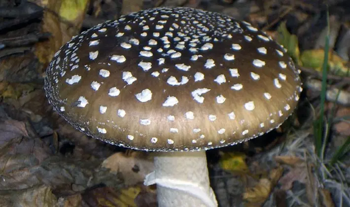 Types of fly agaric: main features