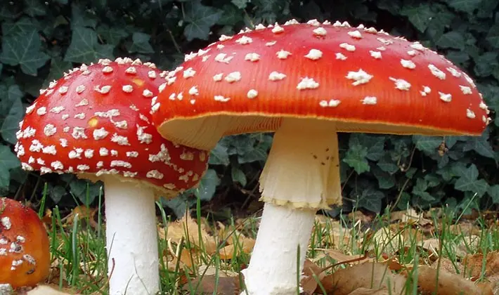 Types of fly agaric: main features