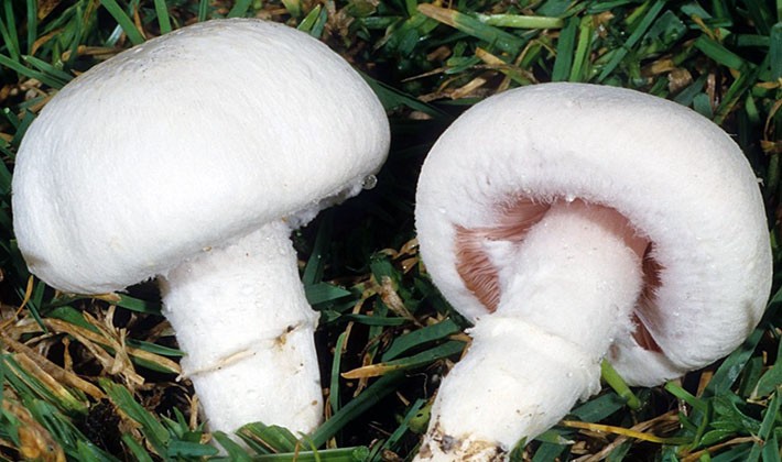 Types of forest champignons