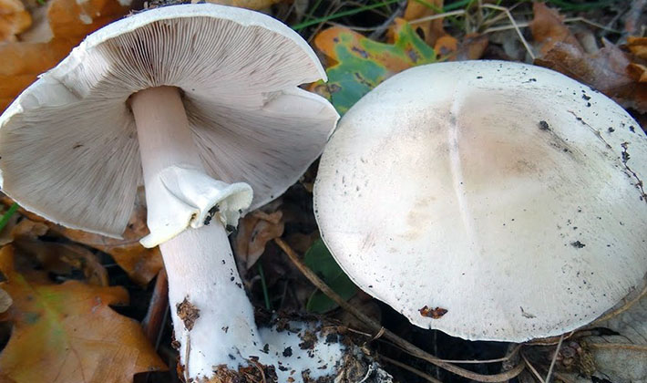 Types of forest champignons