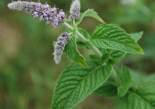 Types of mint, as well as what varieties are and their benefits