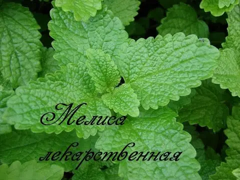 Types of mint, as well as what varieties are and their benefits