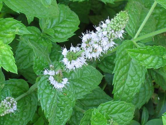 Types of mint, as well as what varieties are and their benefits