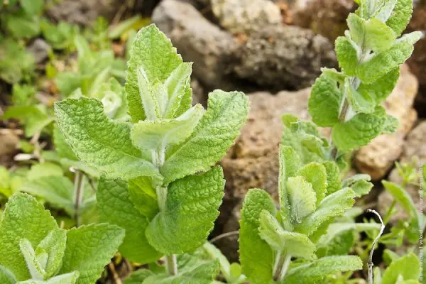 Types of mint, as well as what varieties are and their benefits