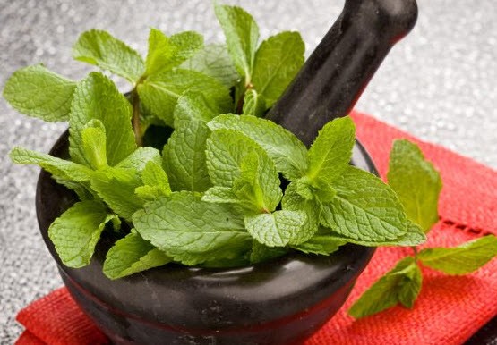 Types of mint, as well as what varieties are and their benefits