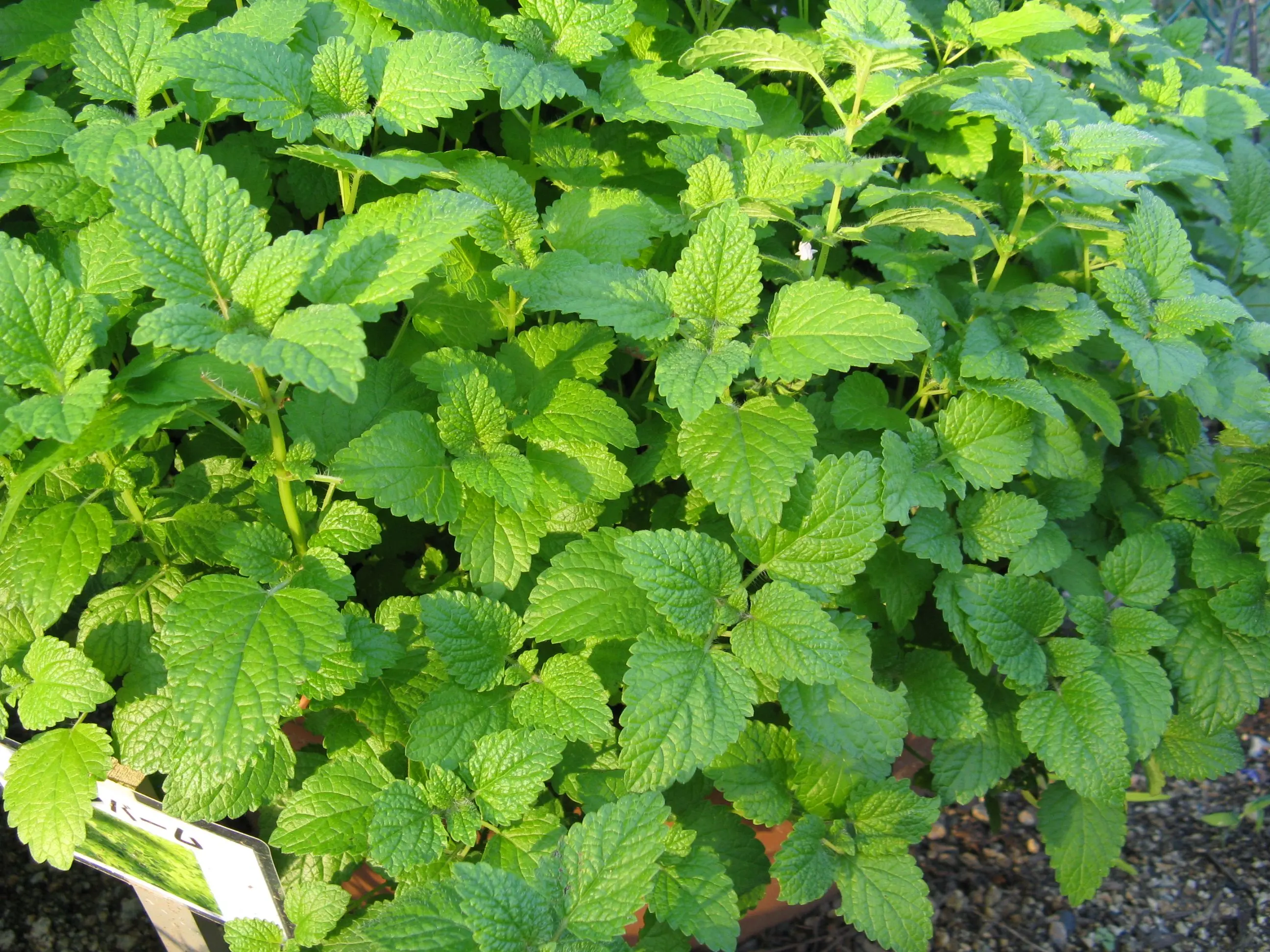 Types of mint, as well as what varieties are and their benefits