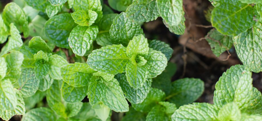 Types of mint, as well as what varieties are and their benefits