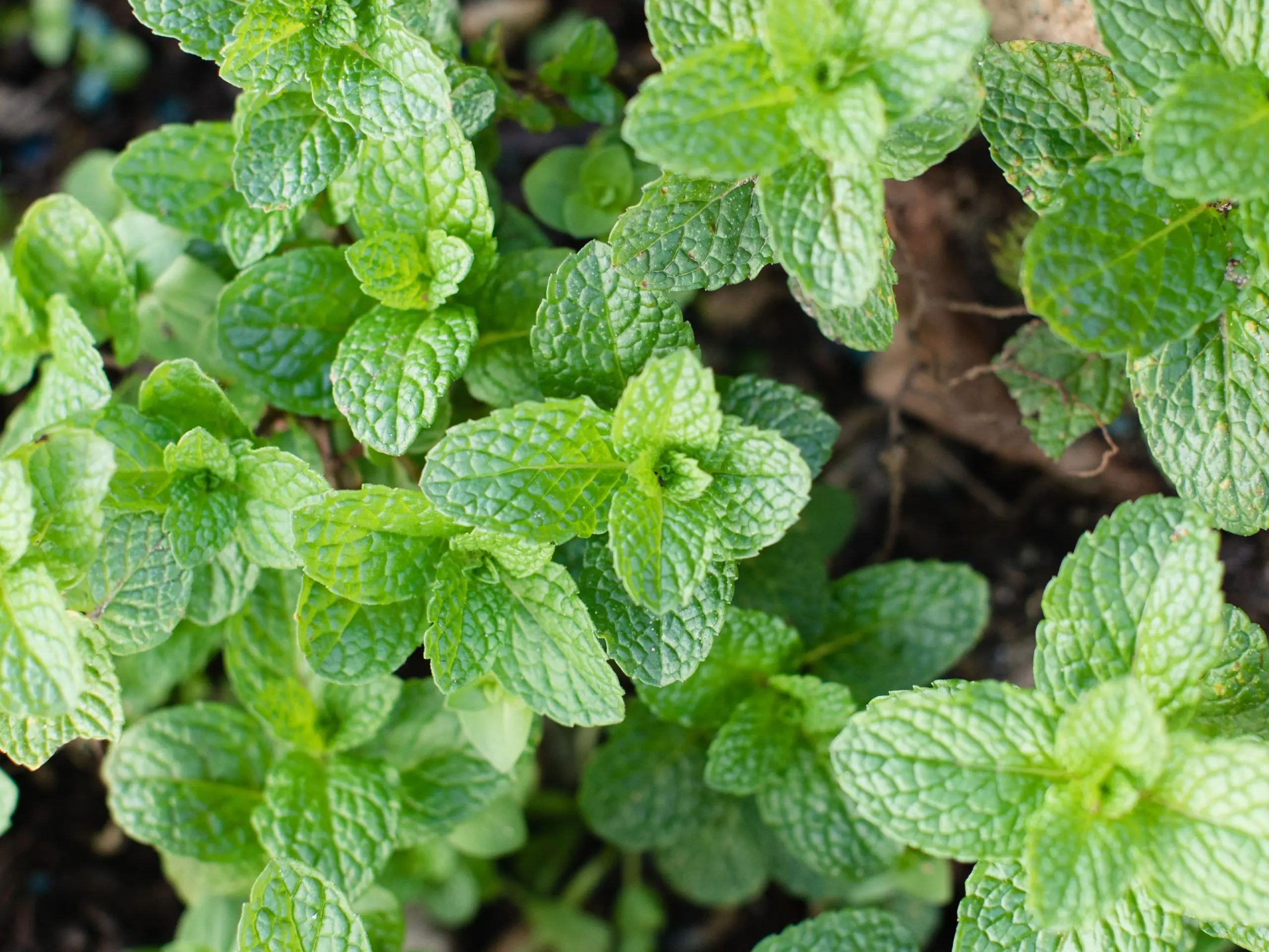 Types of mint, as well as what varieties are and their benefits