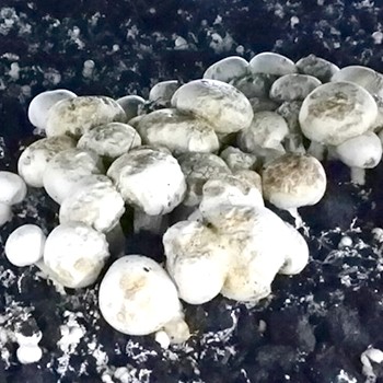 Types of mold when growing mushrooms