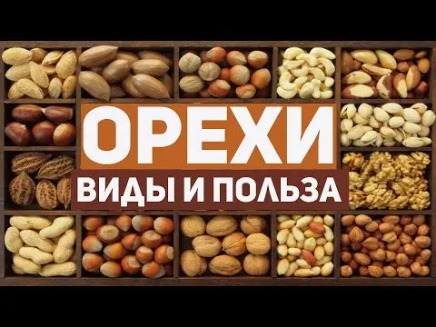 Types of nuts: the best varieties, the content of nutrients