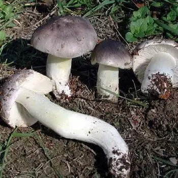 Types of row mushrooms in the Moscow region