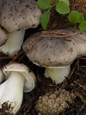 Types of row mushrooms in the Moscow region