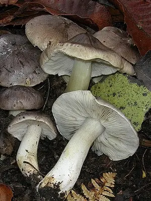 Types of row mushrooms in the Moscow region