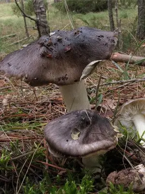 Types of row mushrooms in the Moscow region