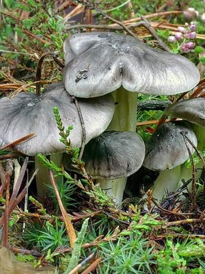 Types of row mushrooms in the Moscow region